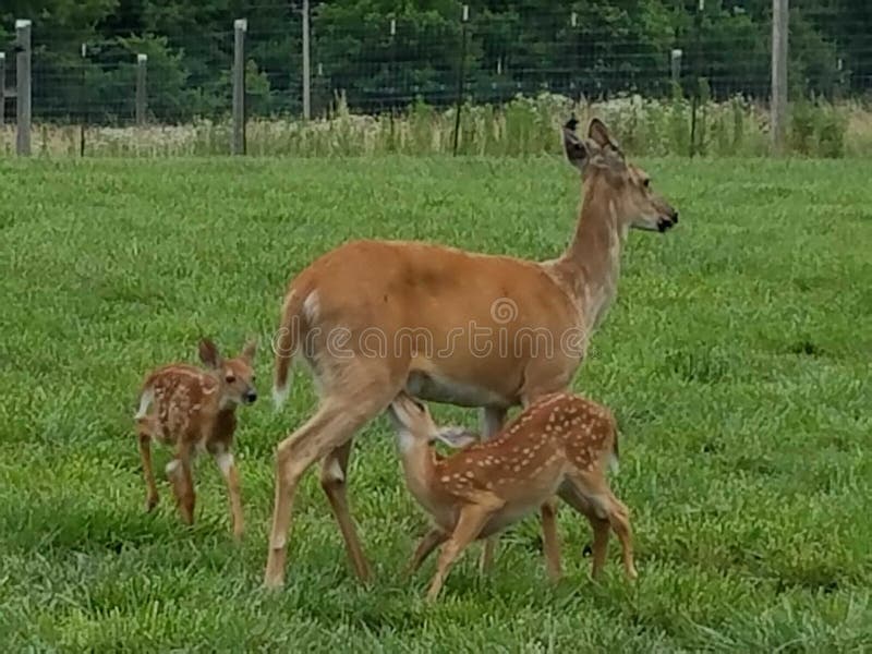 Baby die fawn van damhinde voeden stock afbeelding Baby die fawn van damhinde voeden stock afbeelding