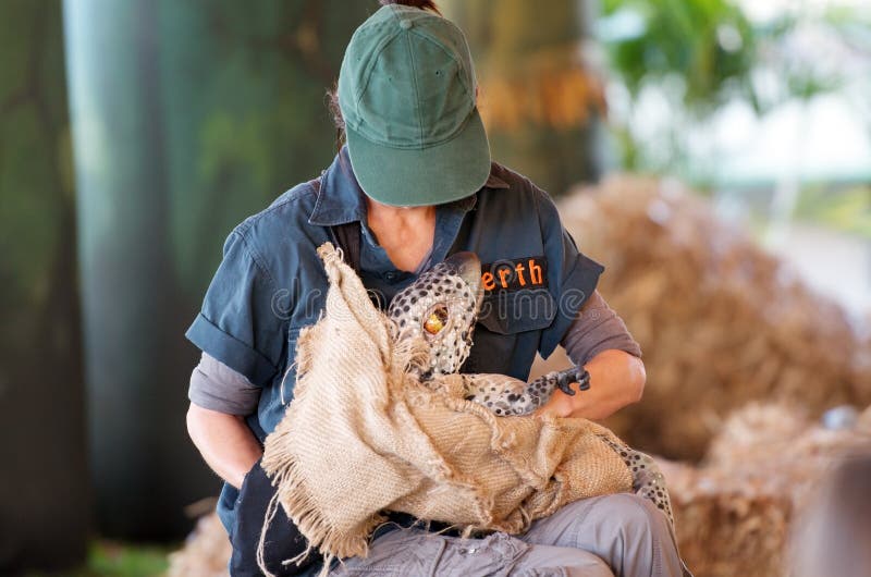 Baby dinosaur editorial stock image. Image of erth, realistic 25508694