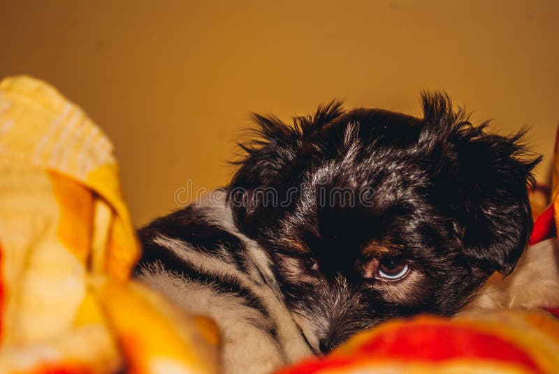 baby dog bison my dog love dogs royalty free stock photo baby dog bison my dog love dogs royalty free stock photo