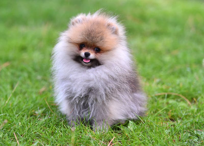 A Baby Dog of Pomeranian Breed in a Green Field Stock Image - Image of ...