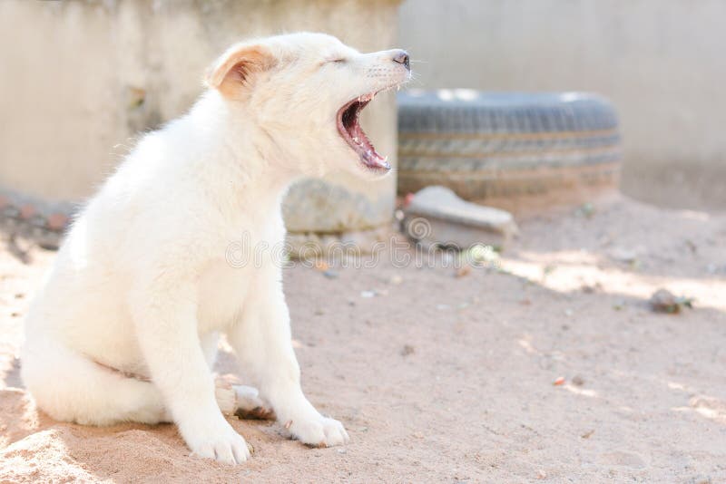 Baby dog white stock image. Image of grass, body, portrait 69898991