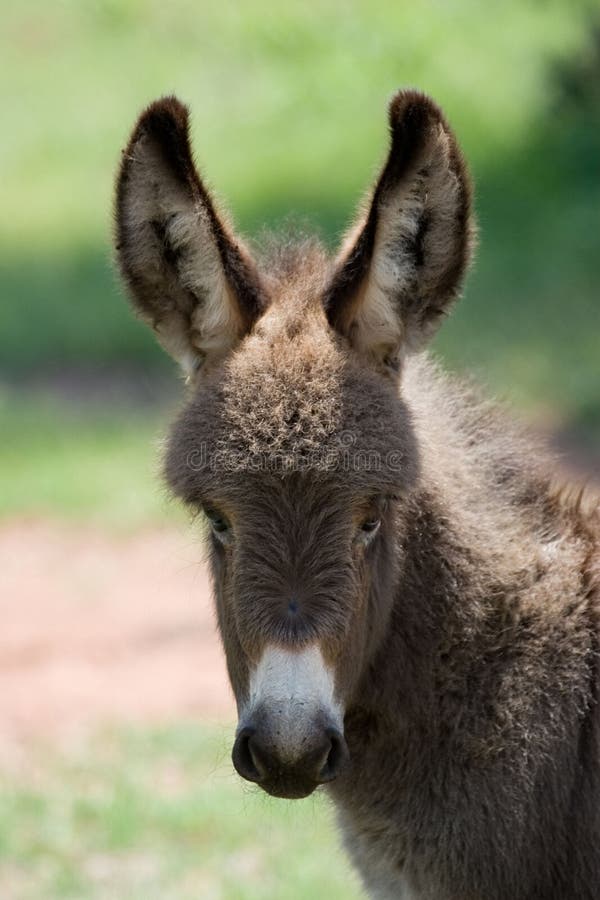 Baby donkey