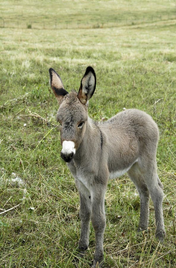 Baby Donkey