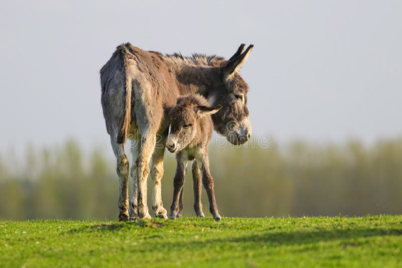 Grey Cute Baby Donkey Mother Floral Meadow Stock Photos Free