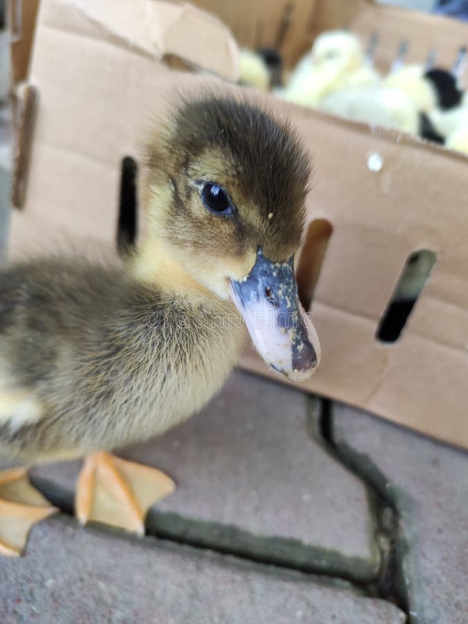 Baby Duck stock image. Image of close, chicks, baby 154538379