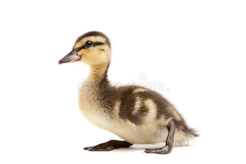 Baby duck Mallard isolated on white