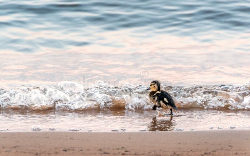 Baby duck running on a beach into the waves