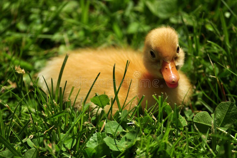 Baby duck stock photo. Image of easter, serbian, duckling 274513100