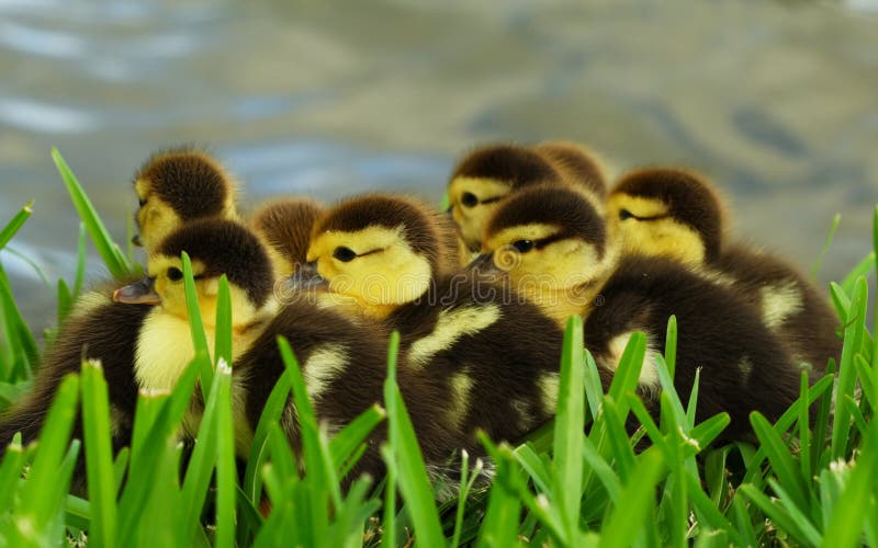 Baby Ducks