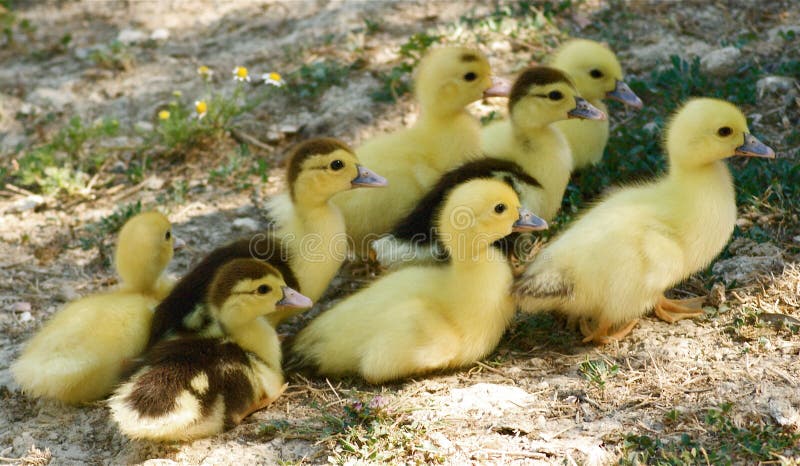 Baby ducks