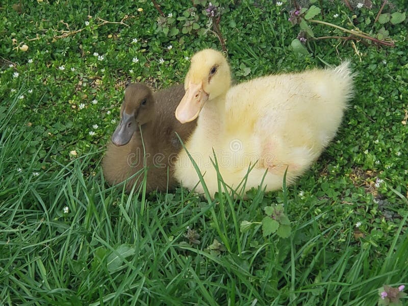 Baby ducks stock image. Image of small, baby, quack 172798325