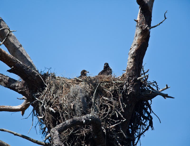 Baby Eagles