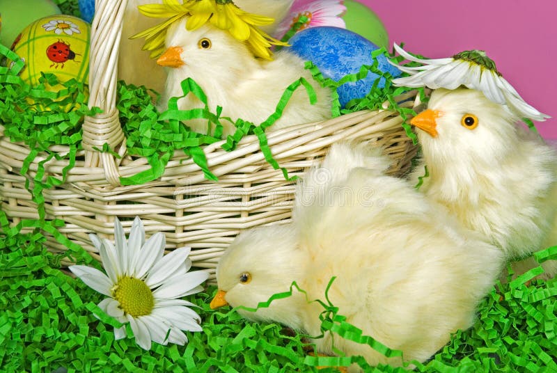 Baby Easter chicks stock image. Image of yellow, green 18845139
