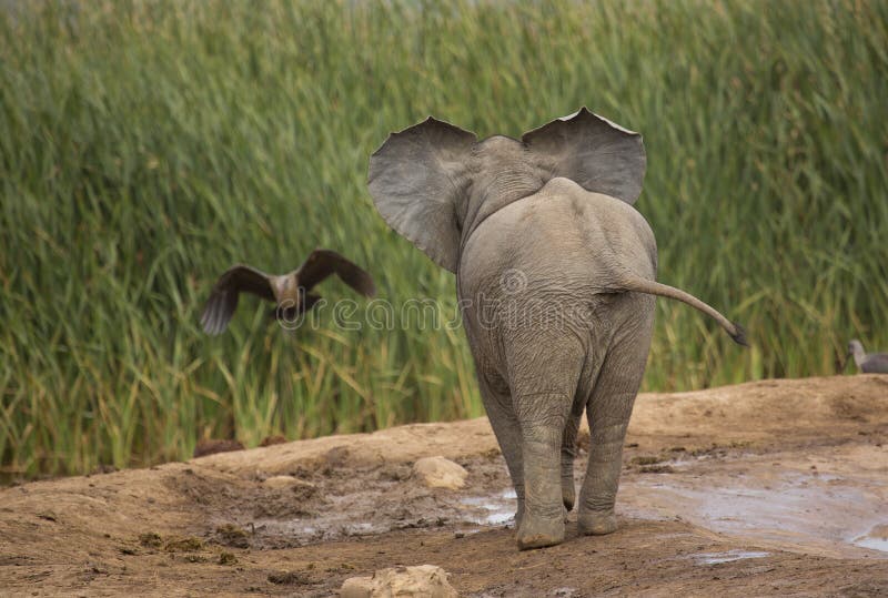 Baby elephant watching a bird take to flight in the African bush. Baby elephant watching a bird take to flight in the African bush