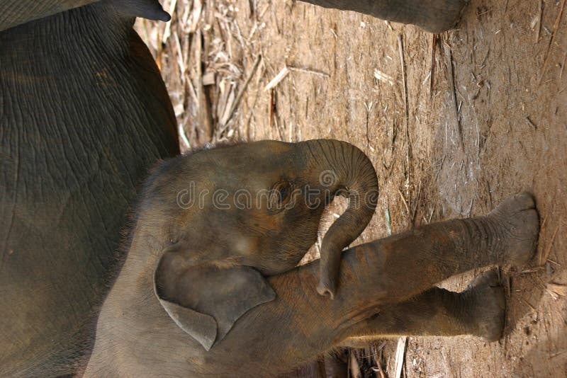 Baby elephant royalty free stock photos Baby elephant royalty free stock photos