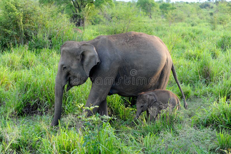 Baby elephant