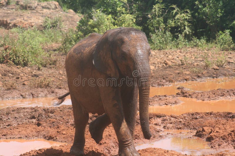 Baby Elephant