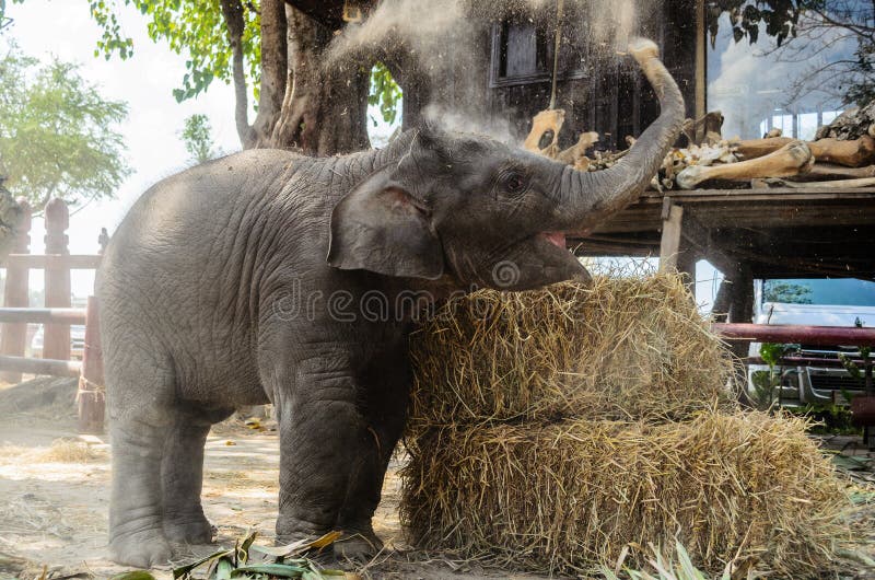 28,691 Baby Elephant Stock Photos - Free & Royalty-Free Stock Photos from  Dreamstime