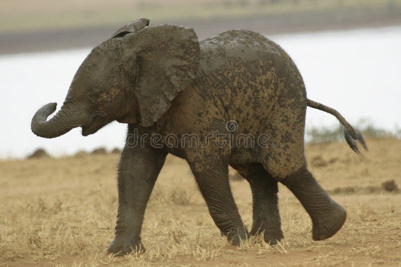 Baby Elephant