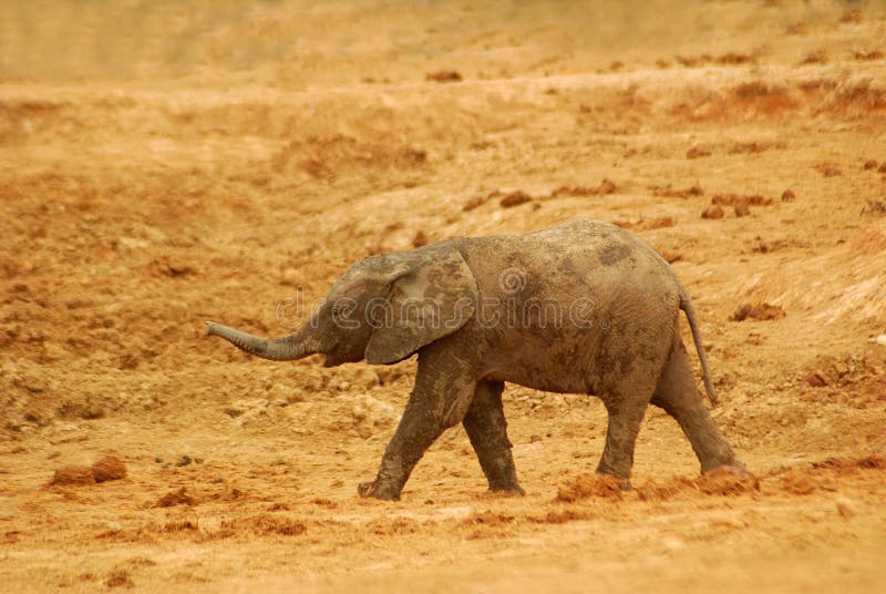 Elephant baby stock photo. Image of babys, lifelong 1214308