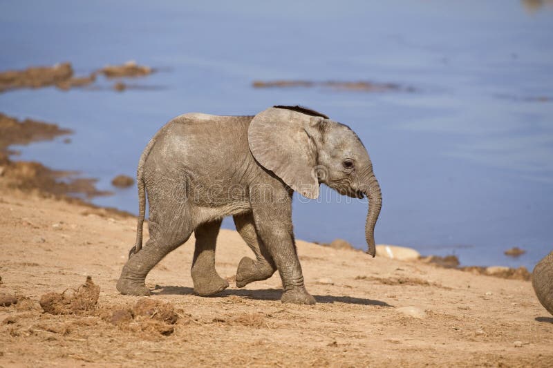 Baby Elephant