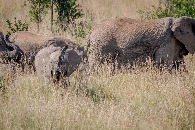 Baby Elephant being playful in the grass. stock image Baby Elephant being playful in the grass. stock image