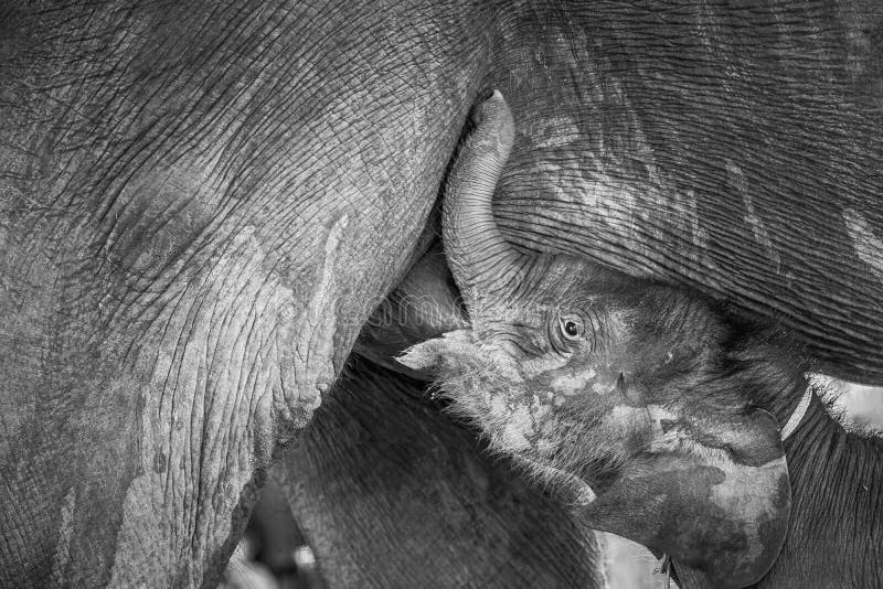 https://thumbs.dreamstime.com/b/baby-elephant-breastfed-black-white-tone-70410036.jpg