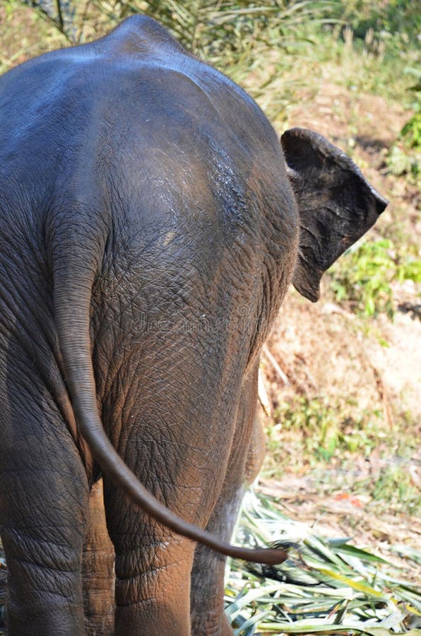 4,390 Elephant Tail Stock Photos Free & RoyaltyFree Stock Photos