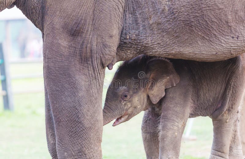 Small elephant stock photo. Image of closeup, 170266540