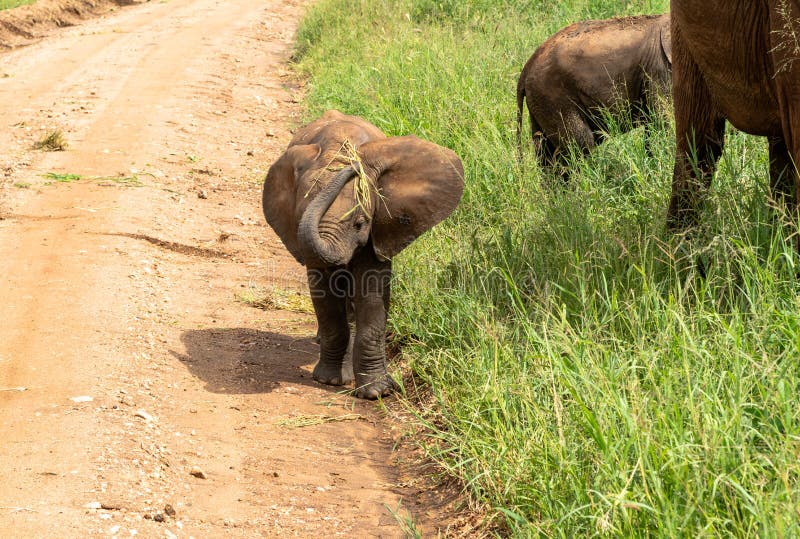 Baby elephant coming towards you stock photos Baby elephant coming towards you stock photos