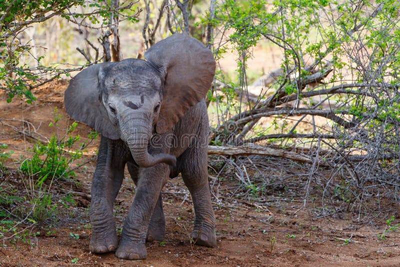 Baby elephant exploring the world