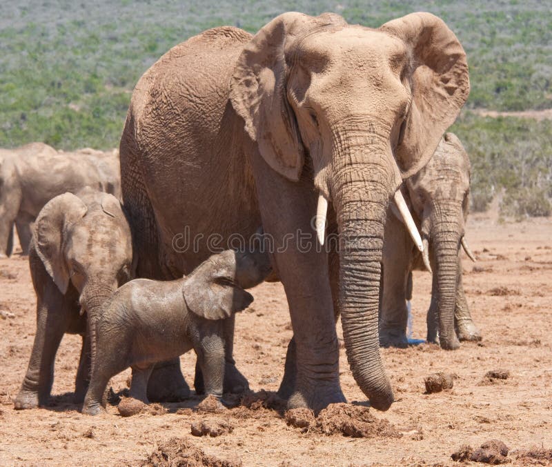 A baby elephant feeding in Addo Safari Park