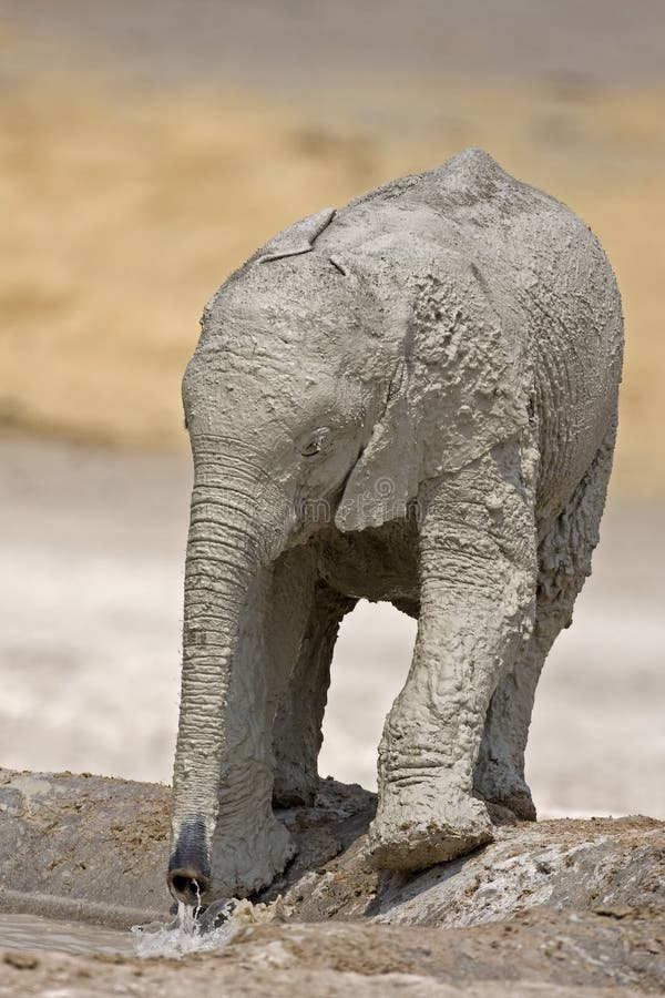 Baby elephant full of white mud