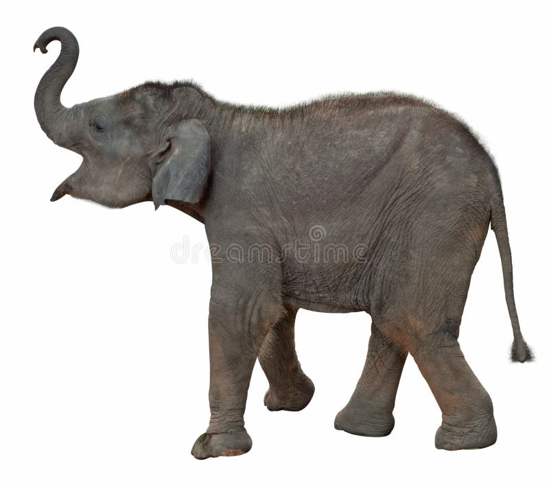 Baby elephant include clipping path