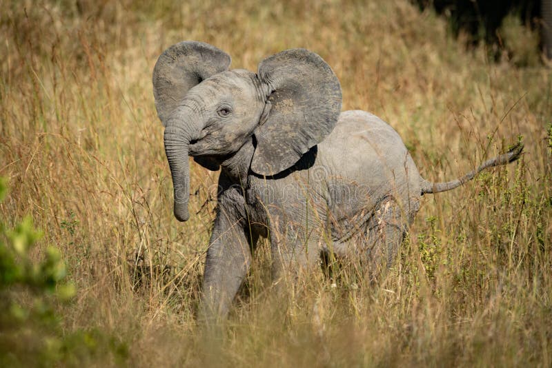 Baby elephant lifts head in long grass stock photography