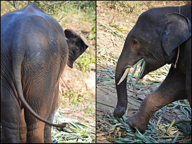 Baby elephant stock photo. Image of trunk, tail, wildlife 40900544
