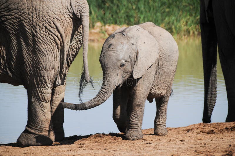 Cute baby elephant at Addo National Elephant Park