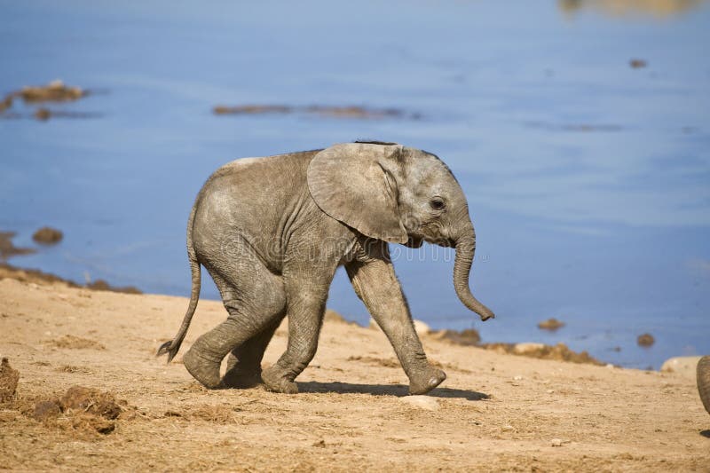 Baby Elephant run