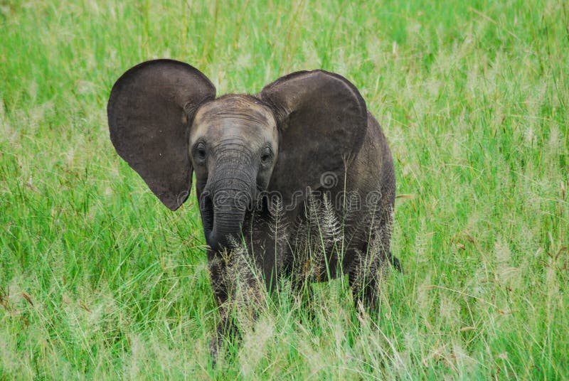 A baby elephant stock photo. Image of calf, nature, kruger 146420842