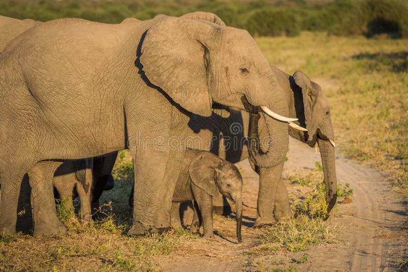 Elephant Parents with Calf in Tarangire Park, Tanzania Stock Photo