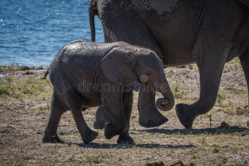 Baby Elephant Walking with Mother beside River Stock Image Image of