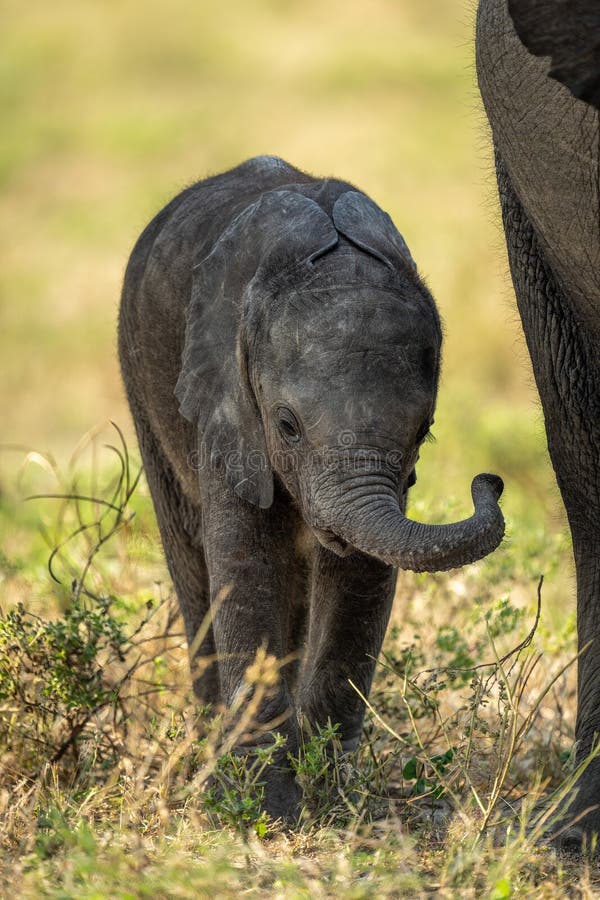 Baby Elephant Walks Swinging Trunk by Another Stock Image Image of wildlife, juvenile 266312887