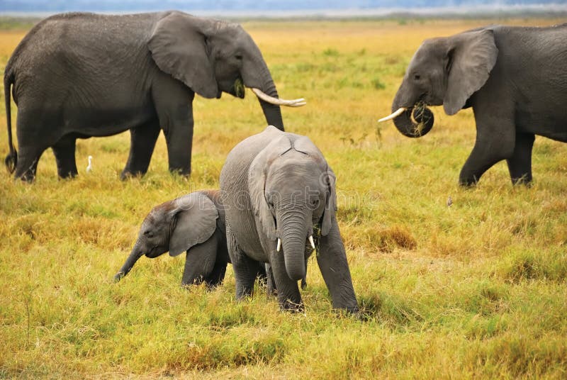 Baby elephants with family stock image. Image of nature 16286411
