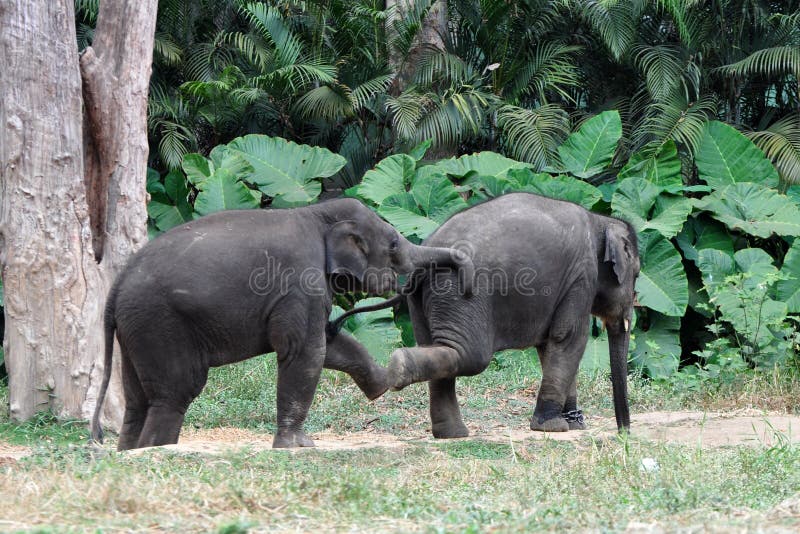 Baby Elephants Playing