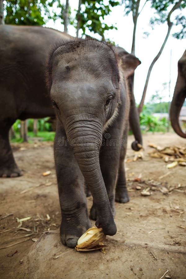 Strong Elephant Corn Stock Photos Free & RoyaltyFree Stock Photos