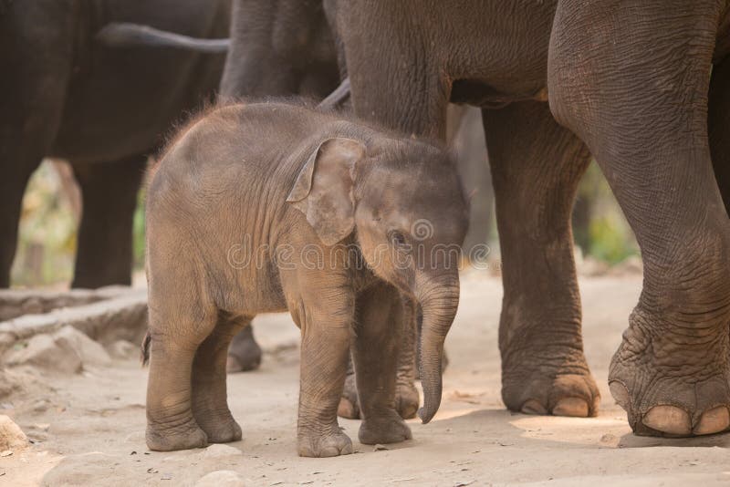 Baby elephnt