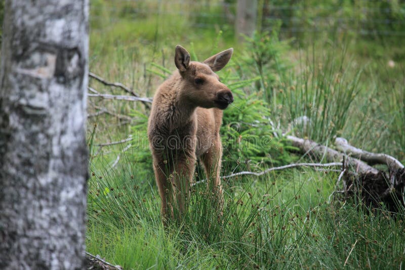 Baby elk