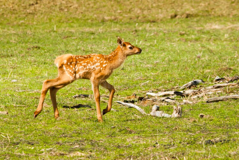 Baby Elk stock image. Image of alone, young, baby, green 25281115