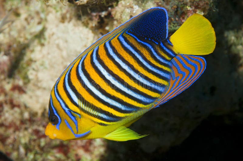 Baby emperor angel fish