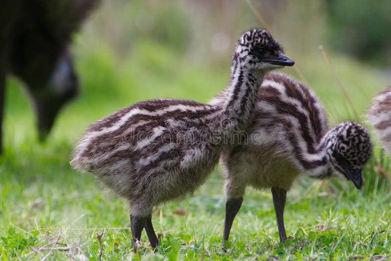 Baby Emu chicks close up